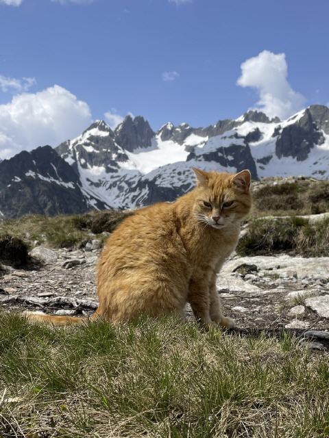 Kater Pepino